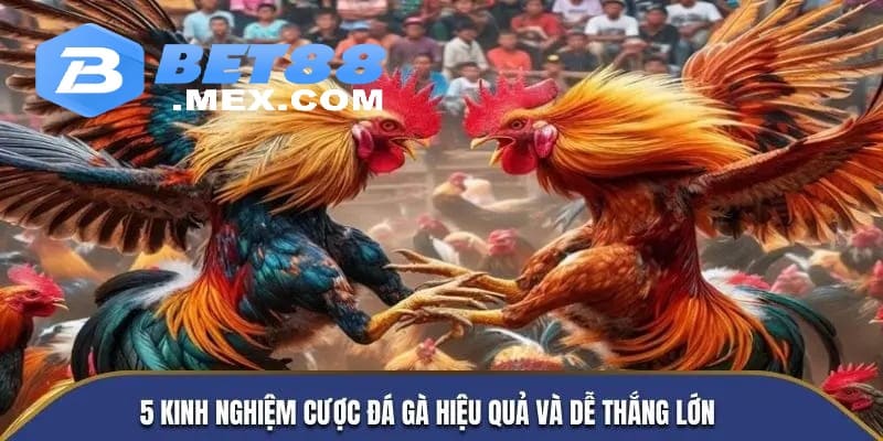 5 kinh nghiệm cược đá gà hiệu quả và dễ thắng lớn